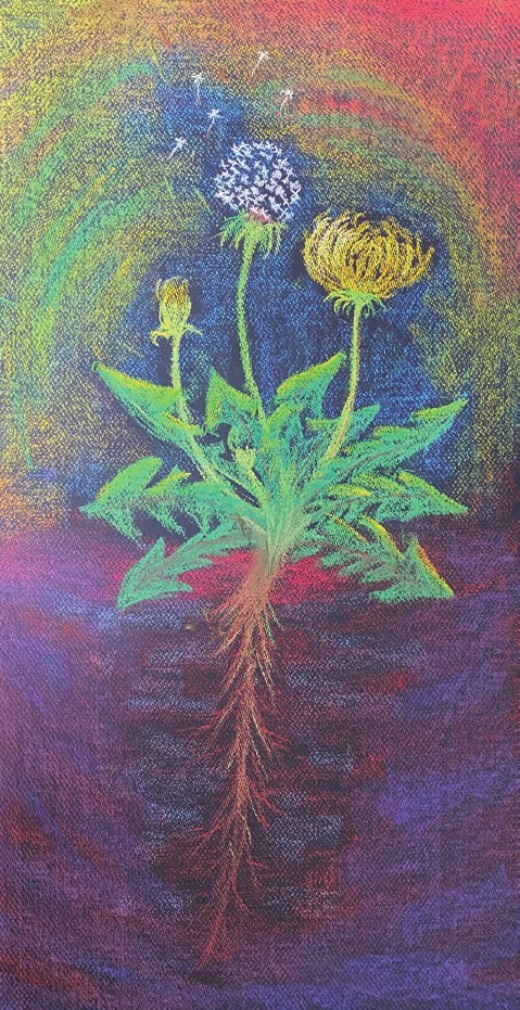 민들레를 그린 식물학 그림
